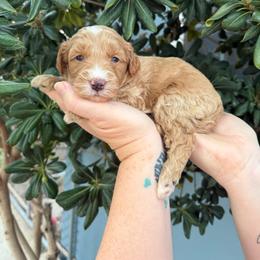 Queen Charlotte - Parti female Goldendoodle puppy in Barstow, California from Golden Desert Doodles