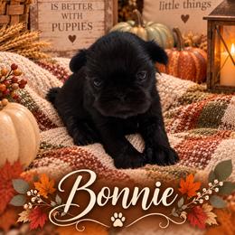 Bonnie - Black female Shih Tzu puppy in Montgomery, Texas from Furbourne Farm