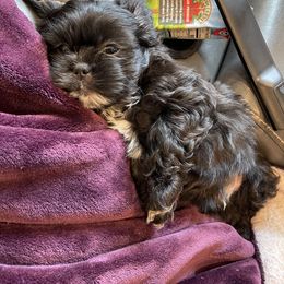 Shih Tzu Puppies from Shihtzus.Sc