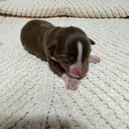 Girl 3 - Red tri female Miniature Australian Shepherd puppy in Olean, New York from Windy River Mini Aussie