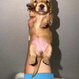 Girl 1 - Cream female Dachshund puppy in Oroville, California from Barnes’ Doxies