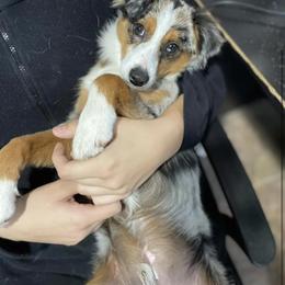 Australian Cattle Dog, Australian Shepherd, Companion Cross, and Miniature Australian Shepherd Puppies from MK Aussies