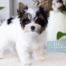 Slade - Parti male Yorkshire Terrier puppy in Austin, Texas from H6 Yorkies