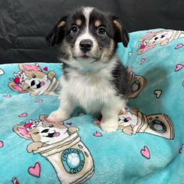Shamrock - Black and tan female Pembroke Welsh Corgi puppy in Barstow, California from Caldwell’s Corgis of Southern California
