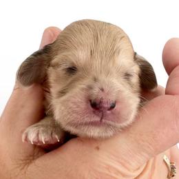 Green collar - Dapple male Dachshund puppy in High Hill, Missouri from High Hill Hounds