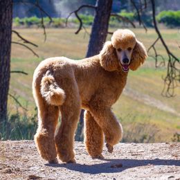 Kingsley - Guardian Home Opportunity - Apricot male Poodle puppy in Springfield, Oregon from Valaurah Farms