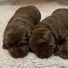 Labrador Retriever Puppies from Larke Lab Kennels
