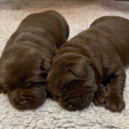 Labrador Retriever Puppies from Larke Lab Kennels