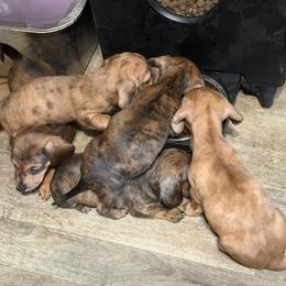 Dachshund Puppies from Witchy Woman’s Wiener’s