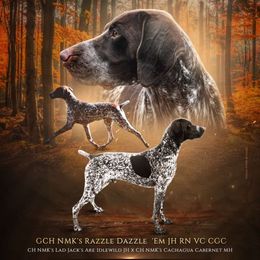 Jaeger - German Shorthaired Pointer