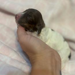 Daisy - Cream female Dachshund puppy in Timpson, Texas from Double S Kennel