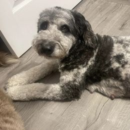 Aussiedoodles from Turner Puppy Patch