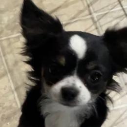 Chihuahua puppies from Heartland Pomeranians and Chihuahuas