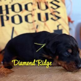 Neon collar - Black and rust male Doberman Pinscher puppy in Winamac, Indiana from DIAMOND RIDGE DOBERMANS