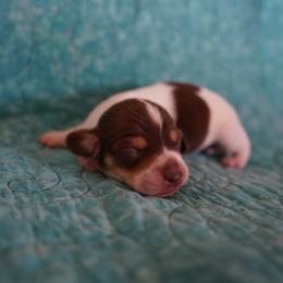 Boy 3 - Piebald male Dachshund puppy in Quemado, New Mexico from TNT Dachshunds