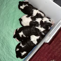 Girl 3 - female Cocker Spaniel puppy in San Jose, California from Kathleen's Cocker Spaniels