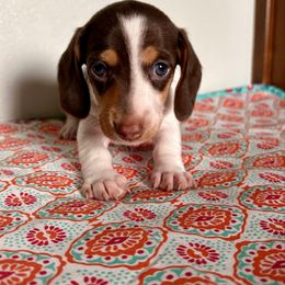 Boy 1 - Piebald male Dachshund puppy in Woodlake, California from Wild West Weenies