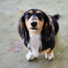 Mini - Dachshund