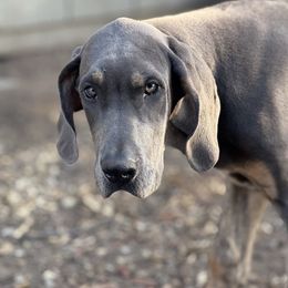 Boy 3 - Blue male Great Dane puppy in Hutchinson, Kansas from Dappled Danes