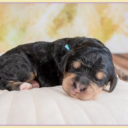 Boy 3 - male Bernedoodle puppy in Connersville, Indiana from Deaz Doodle Ranch