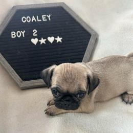 Boy 2 - Fawn male Pug puppy in Norborne, Missouri from Pug Palace