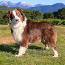 Ketchum - Australian Shepherd