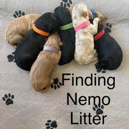 Boy 1 - Black male Whoodle puppy in Pima, Arizona from Schmidt's K9s