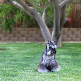 Klause - Miniature Schnauzer