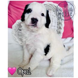 Bernedoodle puppies from Moose Tracks Bernedoodles