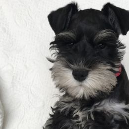 Miniature Schnauzers from Linda Maus
