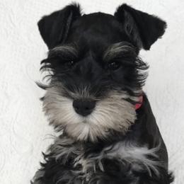 Miniature Schnauzers from Linda Maus