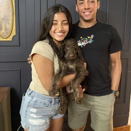 Labradoodle Puppies from Dotsie's Doodles