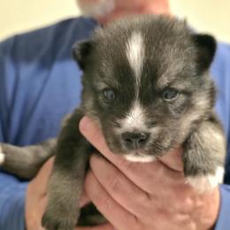 Quinn - Black and white male Pomsky puppy in Orlando, Florida from Way too cute Pomskies