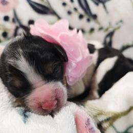 Tulip - Tri-color female Cavapoo puppy in Roseville, California from Heavenly Goldendoodles