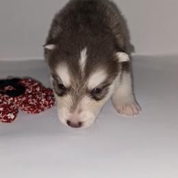 Pink lady - Red and white female Siberian Husky puppy in Kansas City, Missouri from Anuun's Huskies