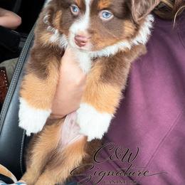 George Jones - Red tri male Toy Australian Shepherd puppy in Kenedy, Texas from C&W Signature Canine Co.