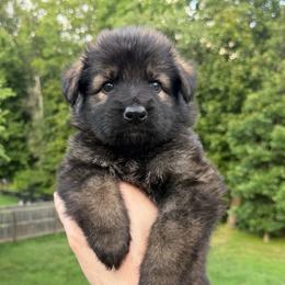 Yellow - Sable female German Shepherd puppy in Tennessee from Chattanooga Tn German Shepherds