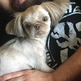 PB - Shih Tzu