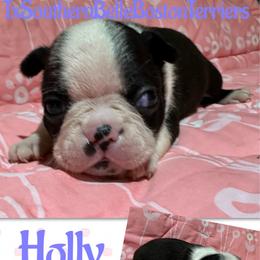 Holly - Black and white female Boston Terrier puppy in Brazos Point, Texas from TX Southern Belle Boston Terriers