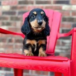 Miso - Black and tan male Dachshund puppy in Westport, Kentucky from Lonestar Creek Farm