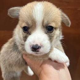 Tater - Red male Pembroke Welsh Corgi puppy in Delton, Michigan from CorGizmo