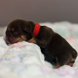Chocolate Tri Red collar - Chocolate tri-color male Bulldog puppy in Amarillo, Texas from Bomb City Bulldogs