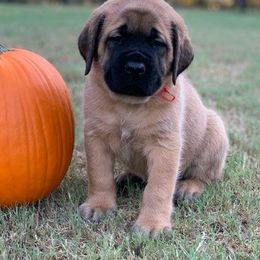 Mastiff Puppies from Red River Mastiff