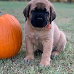 Mastiff Puppies from Red River Mastiff