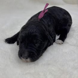 Girl 2 - female Goldendoodle puppy in Casselberry, Florida from My Little Doodle
