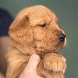 Fig - Dark golden female Golden Retriever puppy in Eustis, Florida from Earley Goldens
