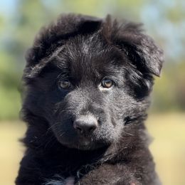 Olivia - Black female German Shepherd puppy in Johnstown, Ohio from Vom Haus Neufus