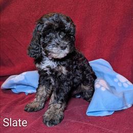 Slate - Black and white male Cockapoo puppy in Sunset, Louisiana from Cano Cockapoos