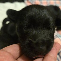 Female2 - Black female Scottish Terrier puppy in Conroe, Texas from Scotch McLaren Terriers