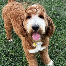 JoJo - Goldendoodle